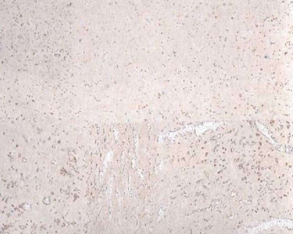 Настенное пробковое покрытие CorkArt PW 386 WS в #REGION_NAME_DECLINE_PP#